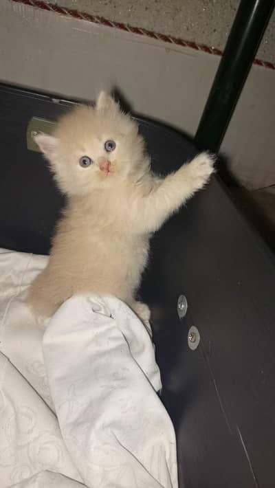 persian kittens
