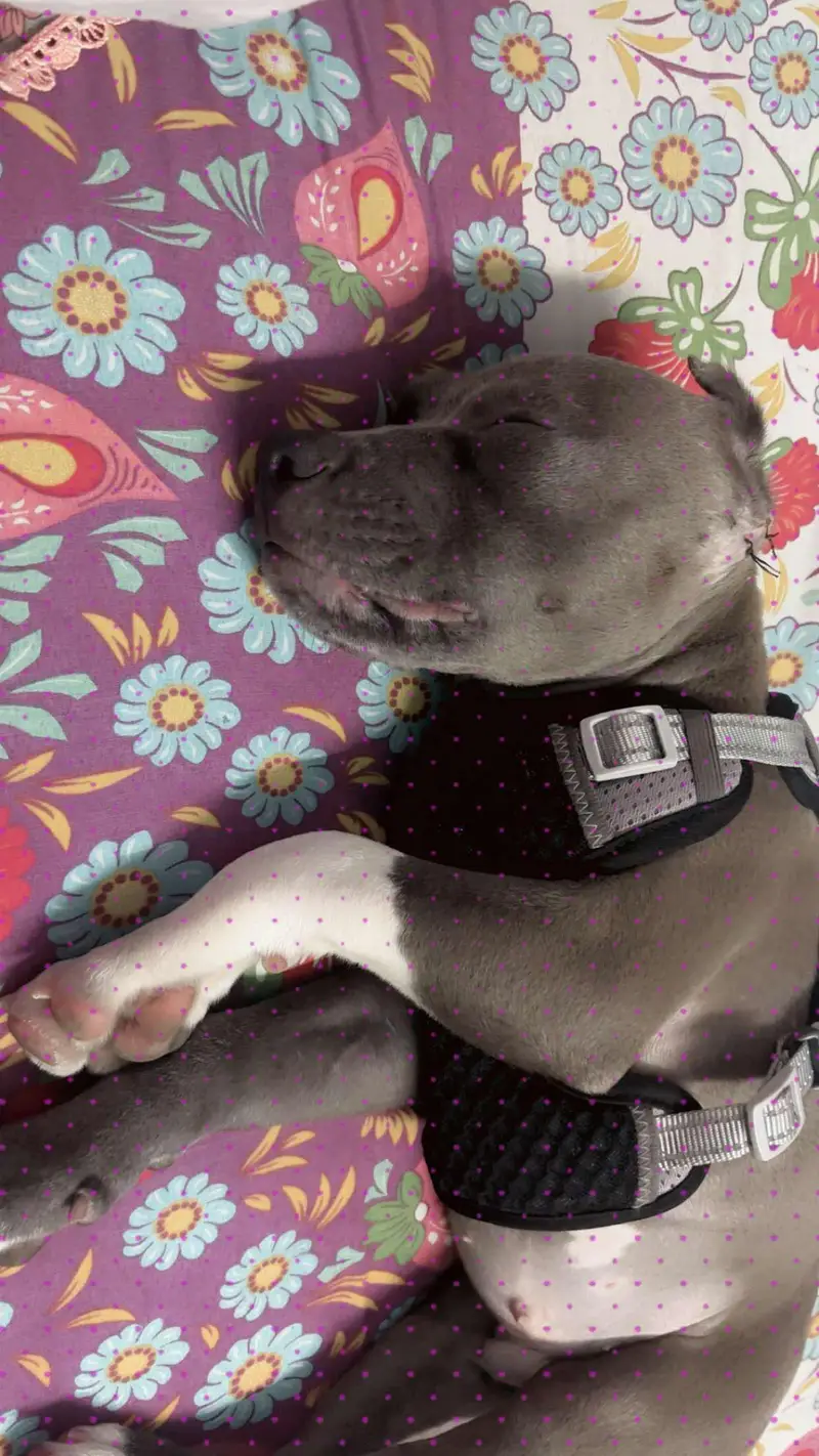 Pitbull male puppy for sale — photo 2