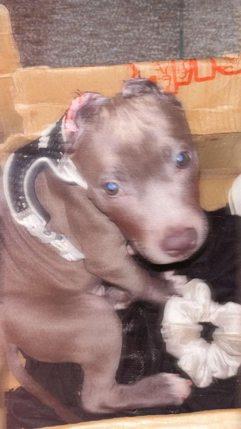 Pitbull male puppy for sale — photo 3