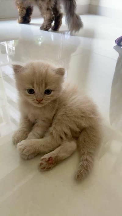 persian kittens