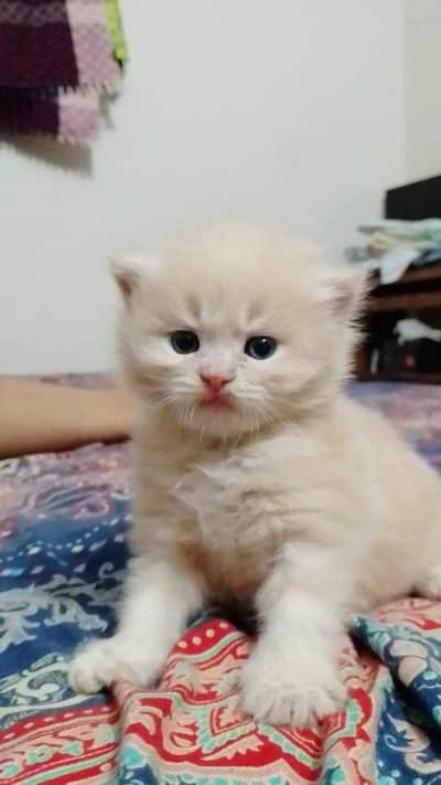 persian kittens