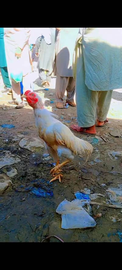 urgent for sale jis bhi ki smaj  aaya wohe what's app kray 03180508400