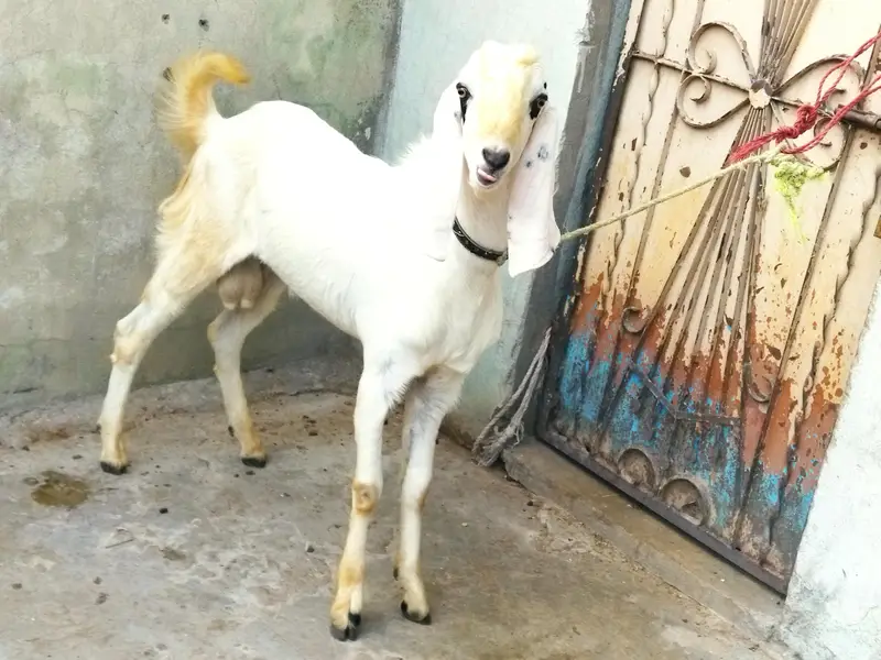 Beautiful Bakra