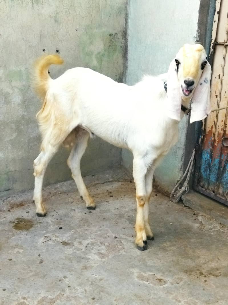 Beautiful Bakra 1