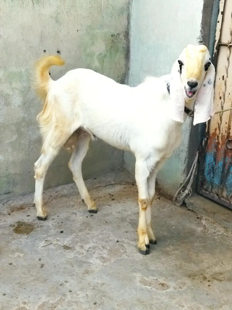 Beautiful Bakra — photo 2
