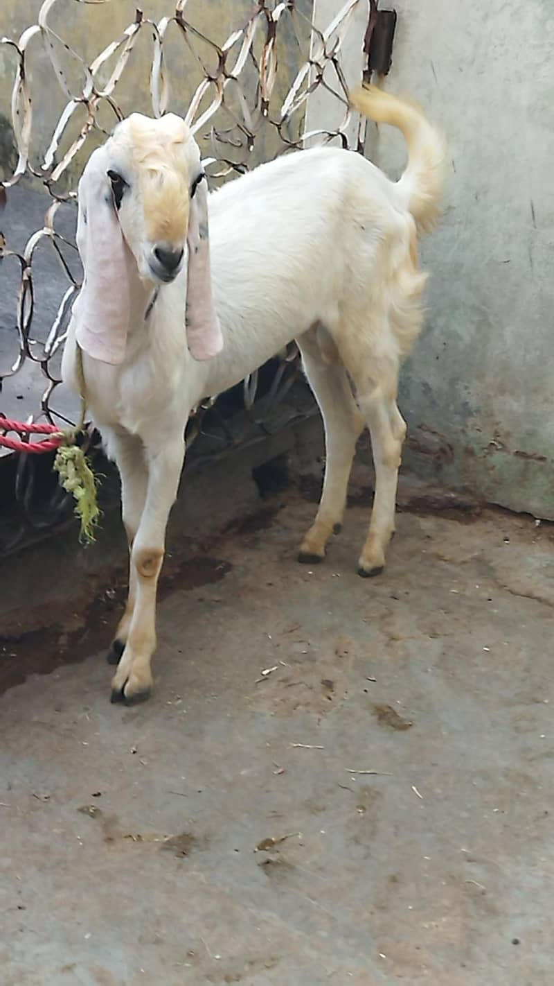 Beautiful Bakra 2