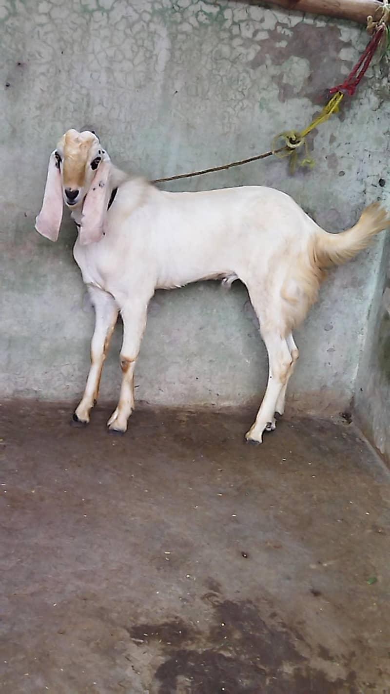 Beautiful Bakra 3