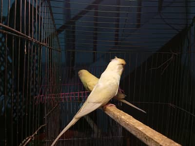 Budgies Parrots For Sale Contact Number 0327-4319764
