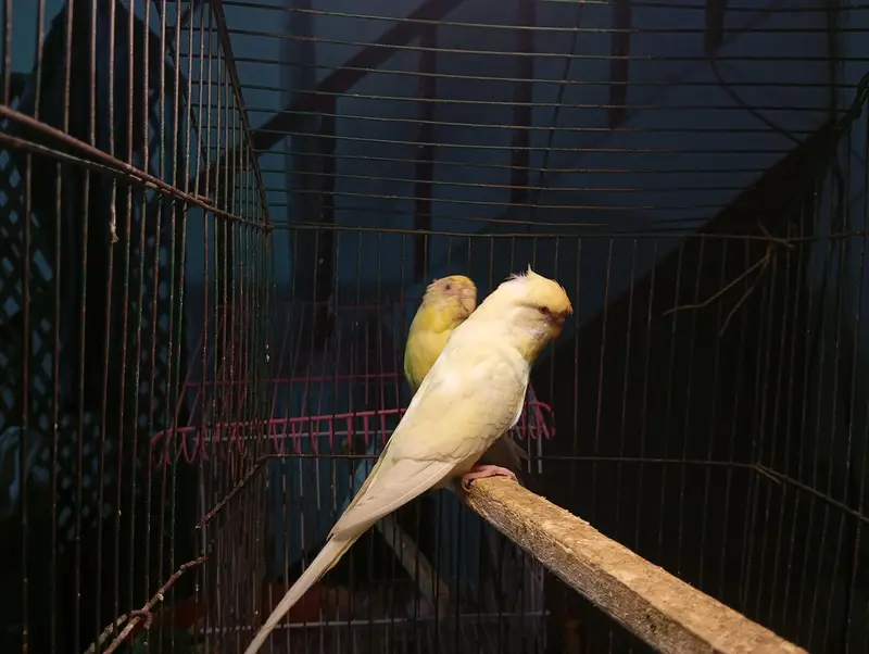 Budgies Parrots For Sale Contact Number 0327-4319764 — photo 2