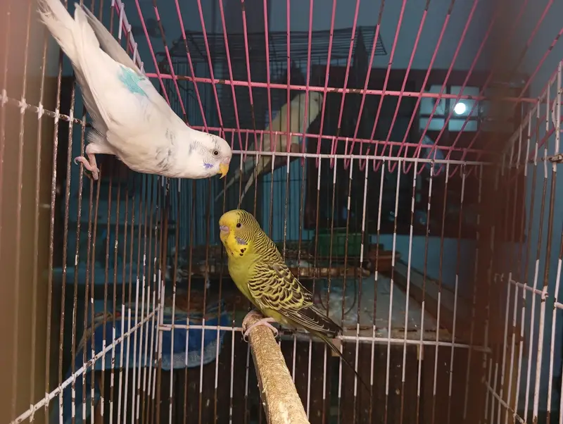 Budgies Parrots For Sale Contact Number 0327-4319764 — photo 3