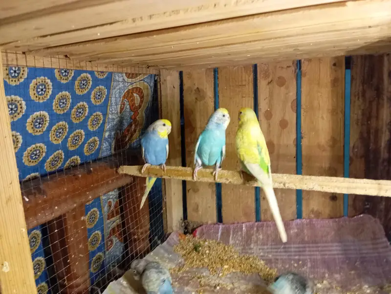 Budgies Parrots For Sale Contact Number 0327-4319764 — photo 4