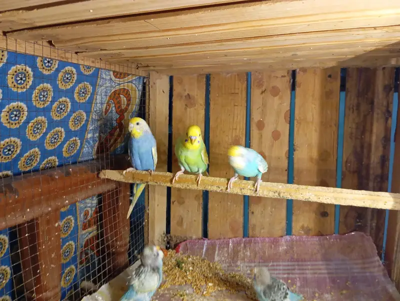 Budgies Parrots For Sale Contact Number 0327-4319764 — photo 5