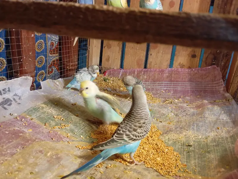 Budgies Parrots For Sale Contact Number 0327-4319764 — photo 6