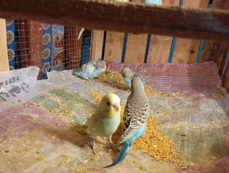 Budgies Parrots For Sale Contact Number 0327-4319764 — photo 7