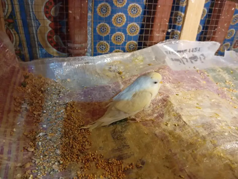 Budgies Parrots For Sale Contact Number 0327-4319764 — photo 8