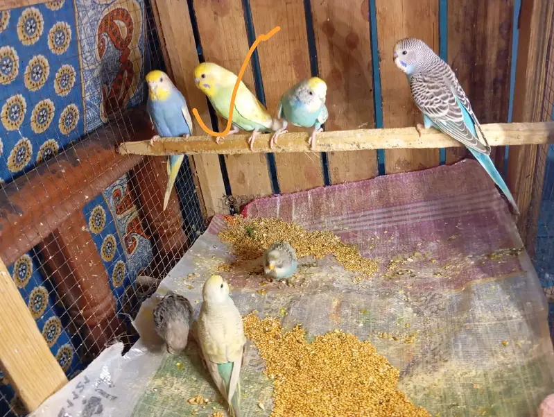 Budgies Parrots For Sale Contact Number 0327-4319764 — photo 10