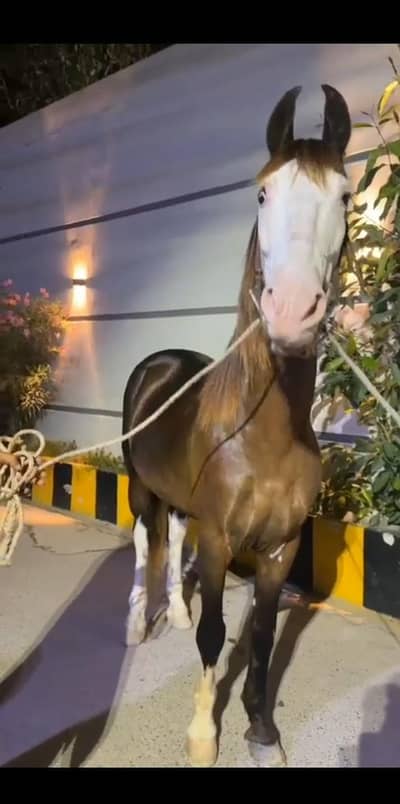 Horses for sale