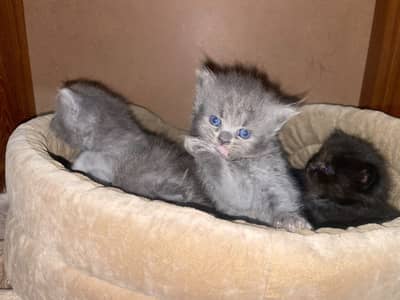 Triple coated persian kitten