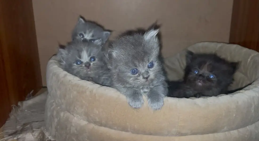 Triple coated persian kitten — photo 2