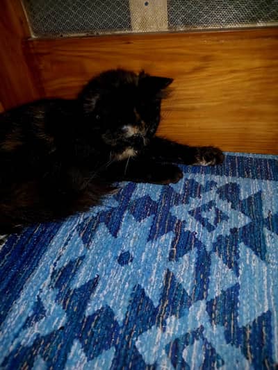selling my cat. . .
