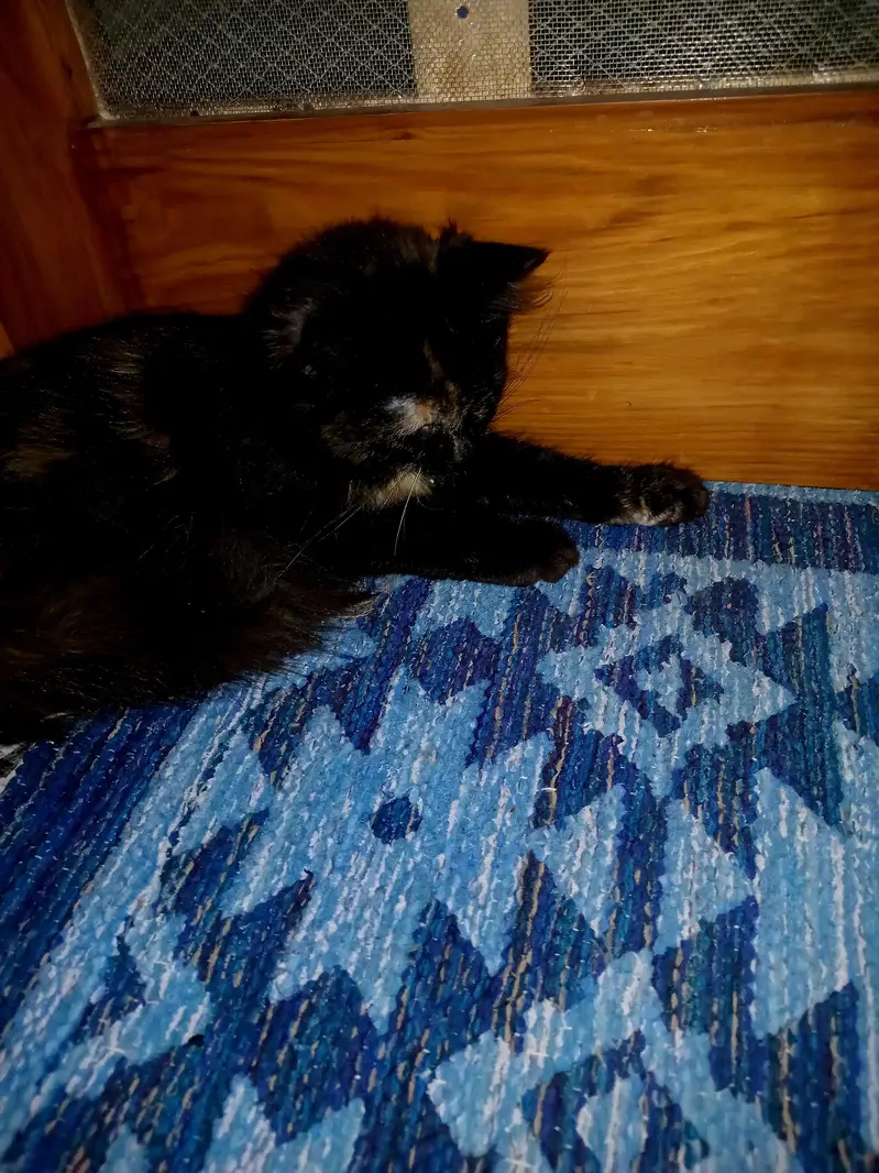 selling my cat. . .