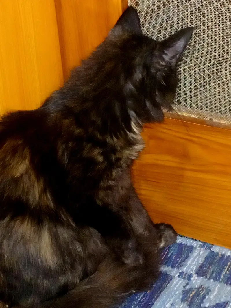 selling my cat. . . — photo 2