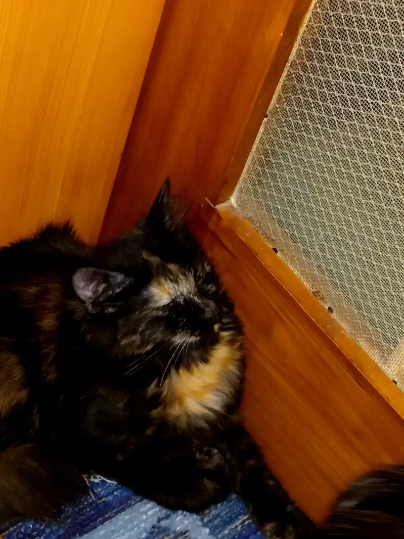 selling my cat. . . — photo 3