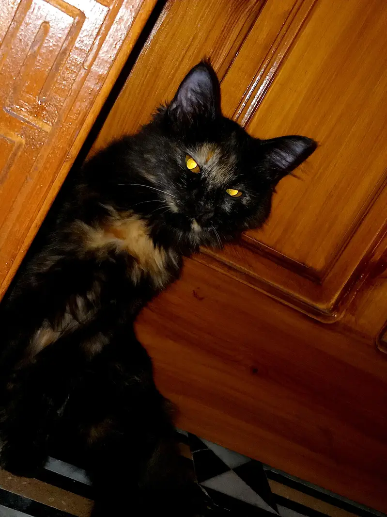 selling my cat. . . — photo 5