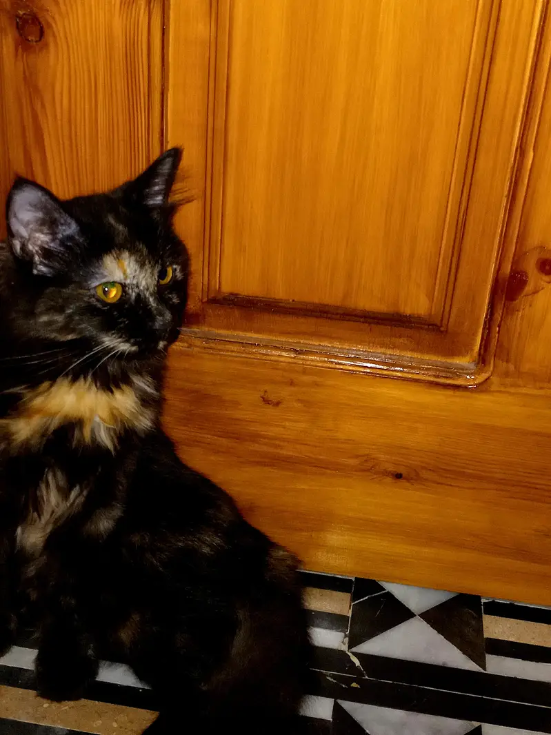 selling my cat. . . — photo 6