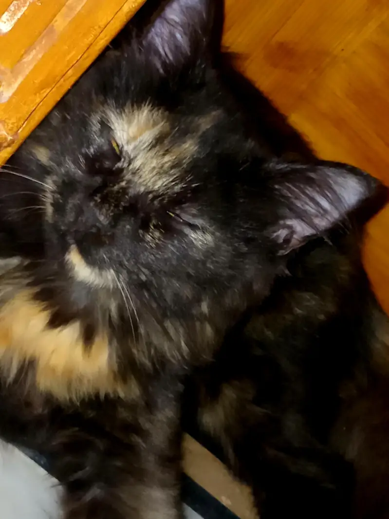 selling my cat. . . — photo 7