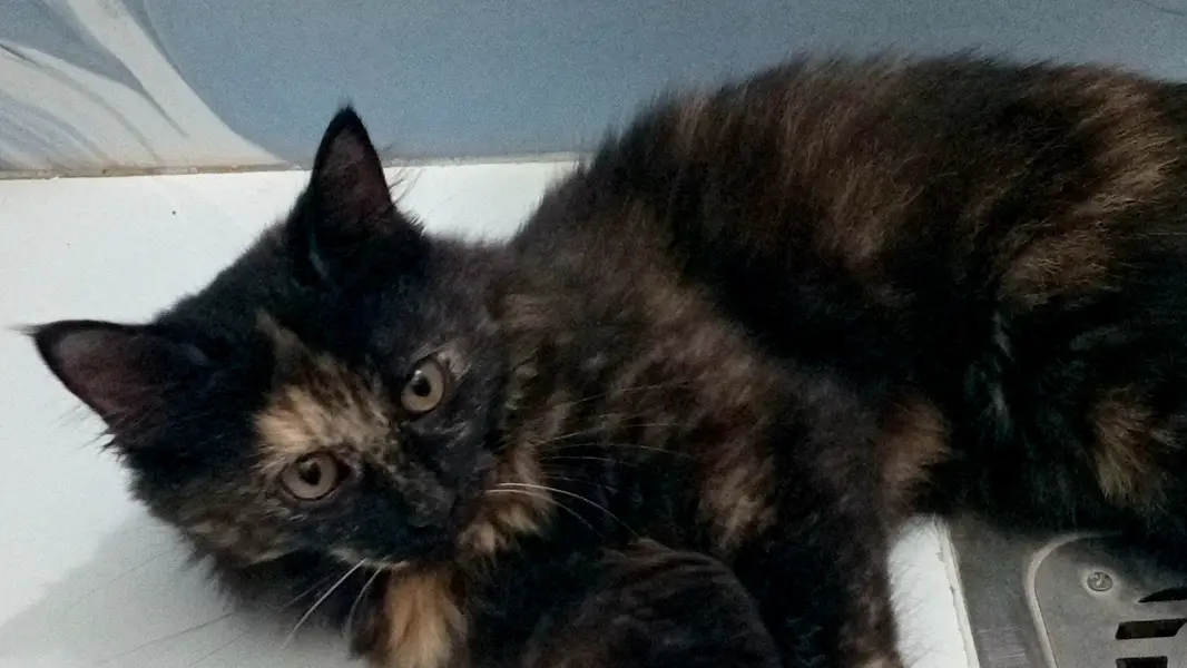 selling my cat. . . — photo 9
