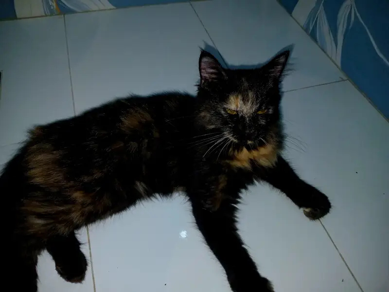 selling my cat. . . — photo 10