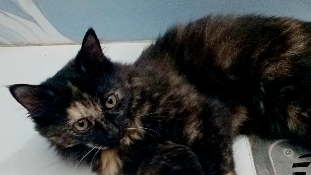 selling my cat. . . — photo 11