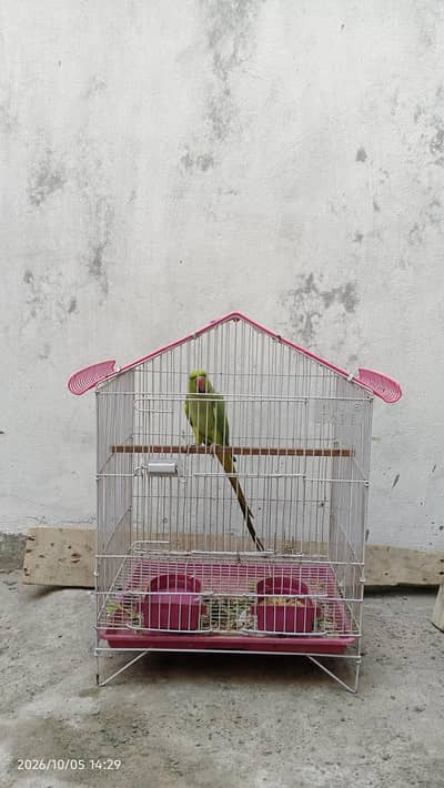 parrot for sale with cage