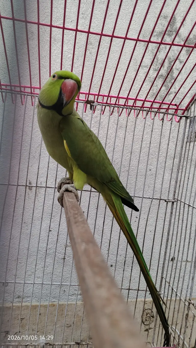 parrot for sale with cage — photo 2