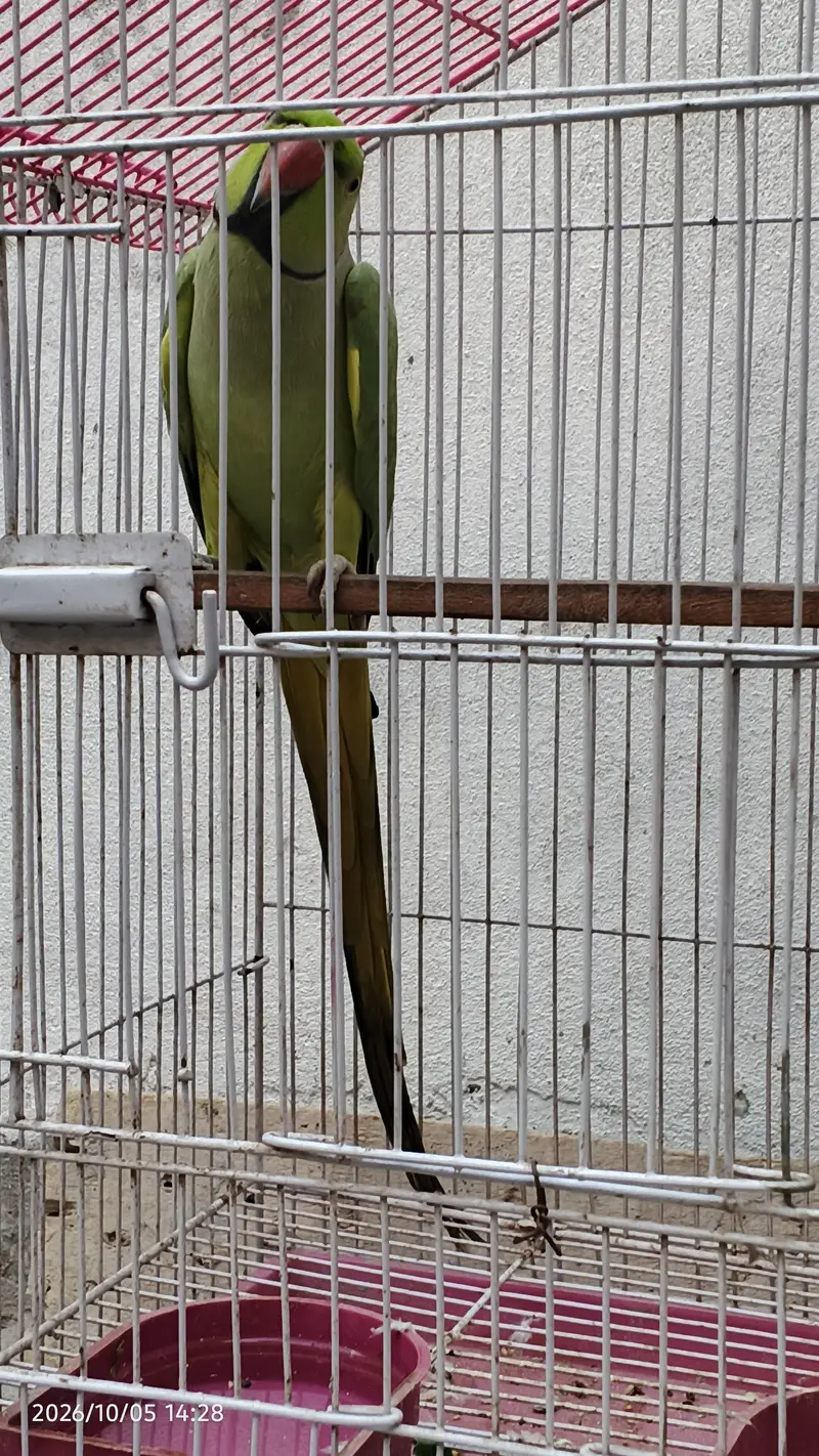 parrot for sale with cage — photo 3