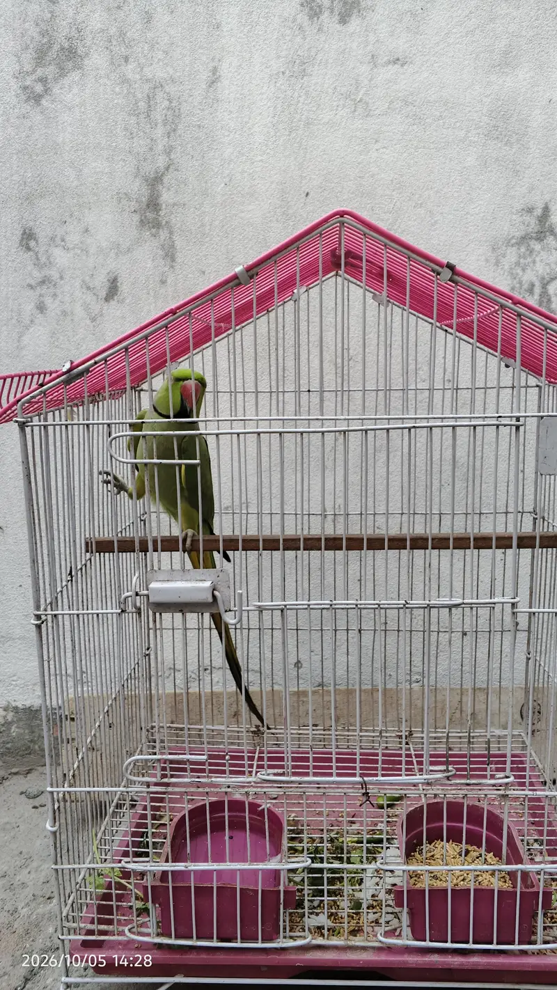 parrot for sale with cage — photo 4
