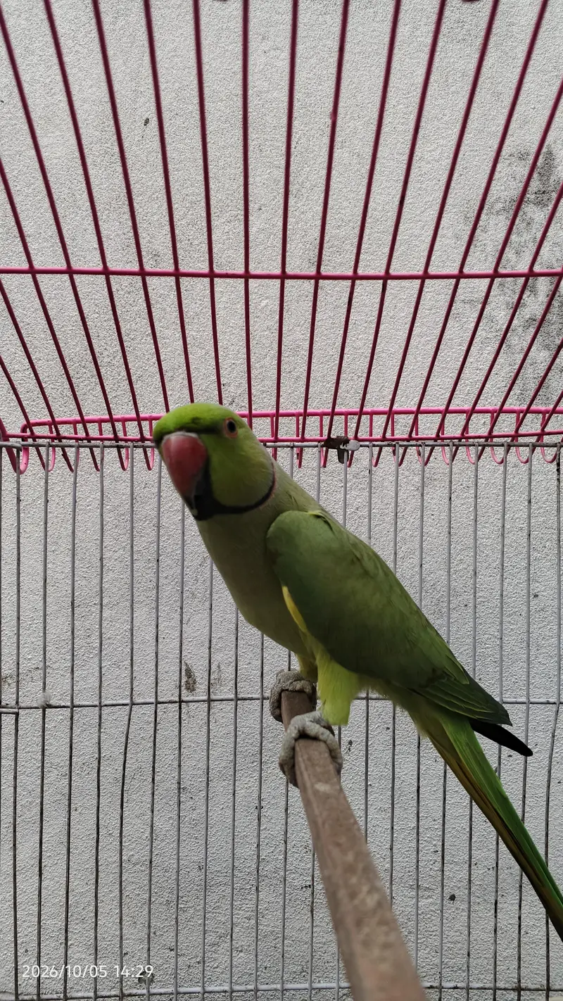 parrot for sale with cage — photo 5