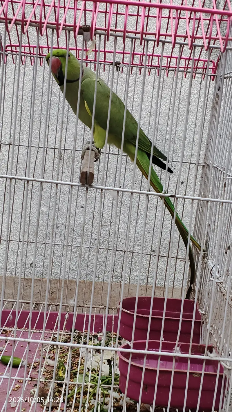 parrot for sale with cage — photo 6