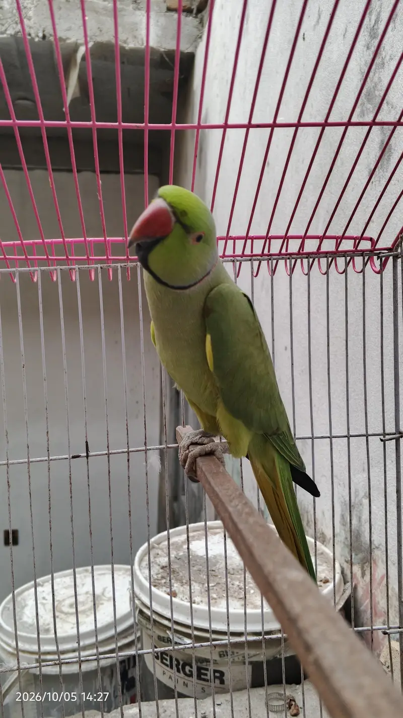 parrot for sale with cage — photo 7