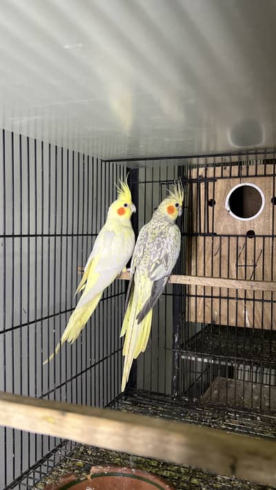Cocktail Breeder pair with history