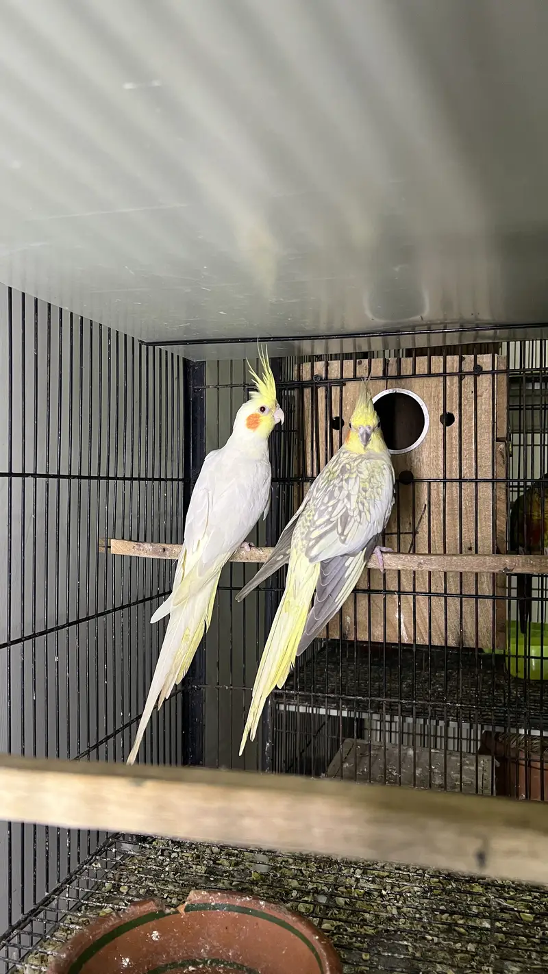 Cocktail Breeder pair with history — photo 2