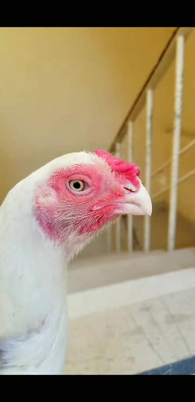 Parrot Beak Female 03100024337