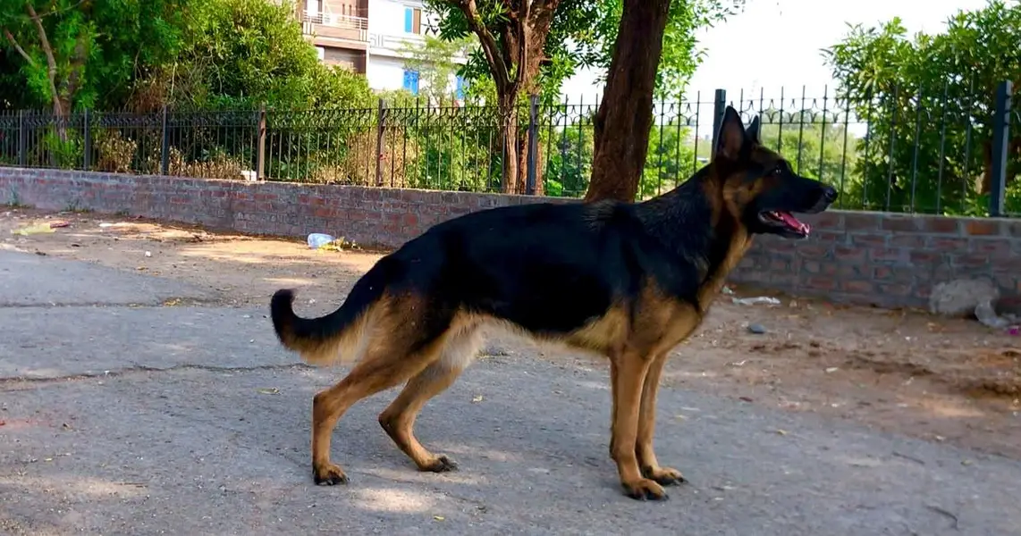 German shepherd stock hair female available on heat female 7 din. Hoga