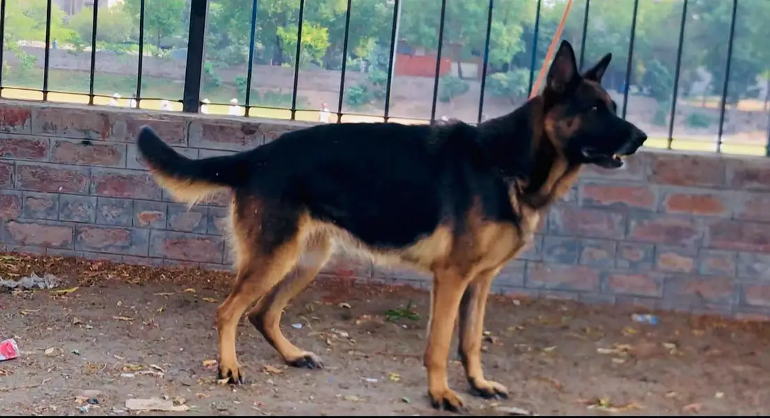German shepherd stock hair female available on heat female 7 din. Hoga — photo 2