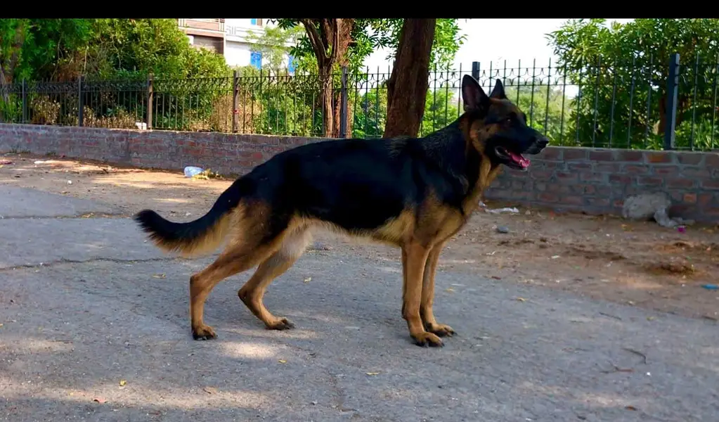German shepherd stock hair female available on heat female 7 din. Hoga — photo 3
