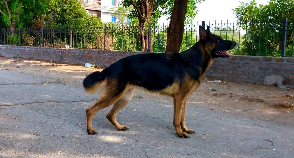 German shepherd stock hair female available on heat female 7 din. Hoga — photo 4