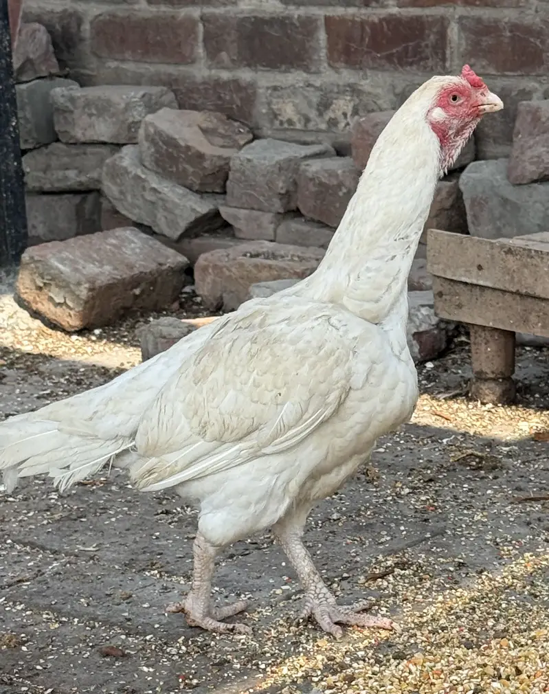 Aseel Heera Msdi For Sale. 03234238283 — photo 2