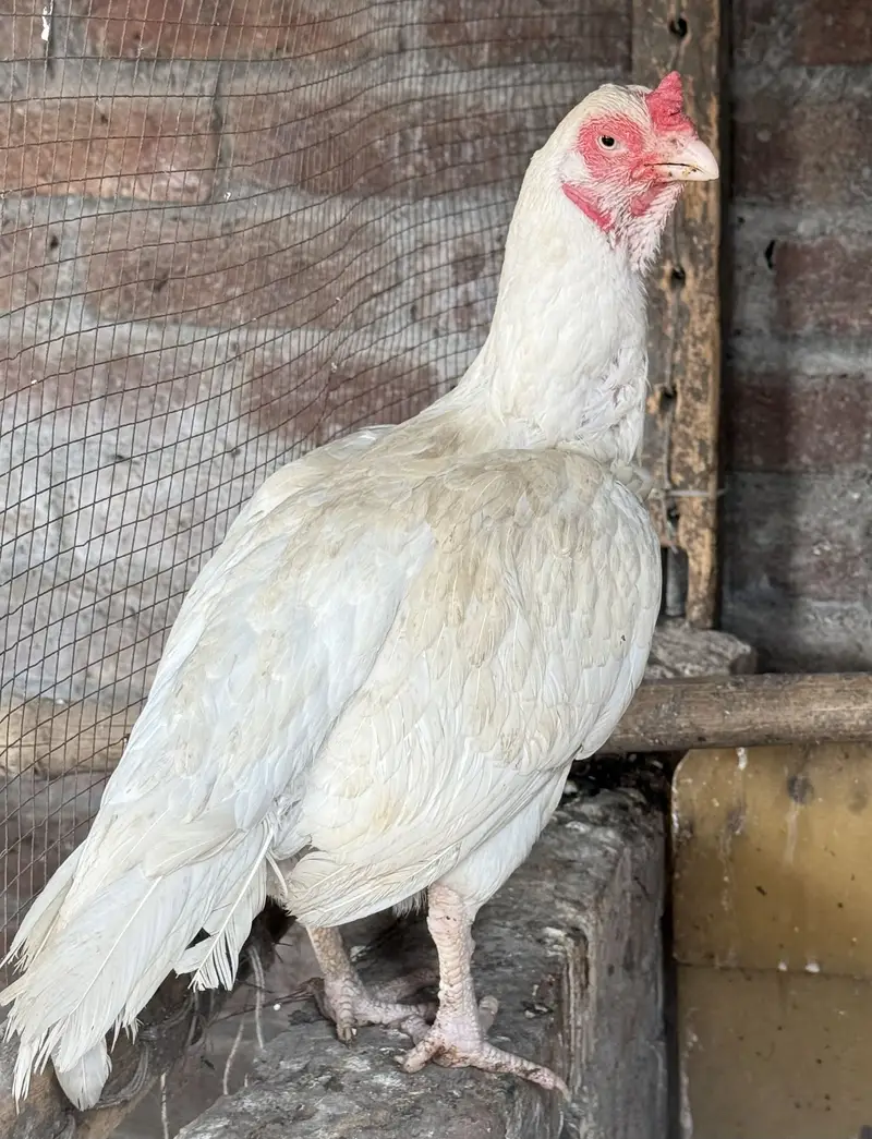 Aseel Heera Msdi For Sale. 03234238283 — photo 4