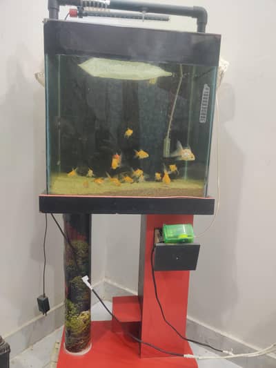 aquarium and fish for sale all fish goldfish